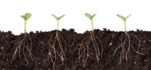 plant_roots_soil